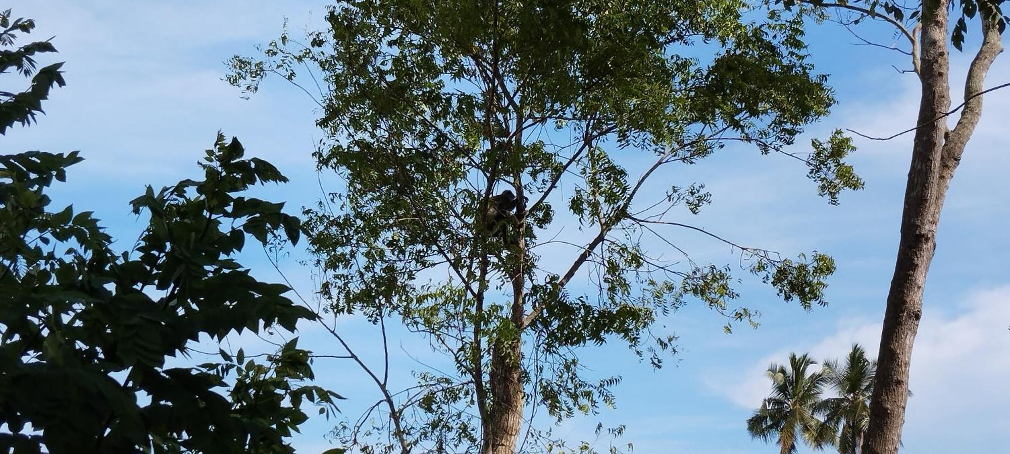 Lions Villa - Marakolliya Tangalle Dış mekan fotoğraf