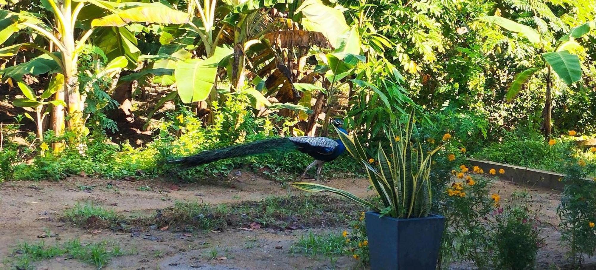 Lions Villa - Marakolliya Tangalle Dış mekan fotoğraf
